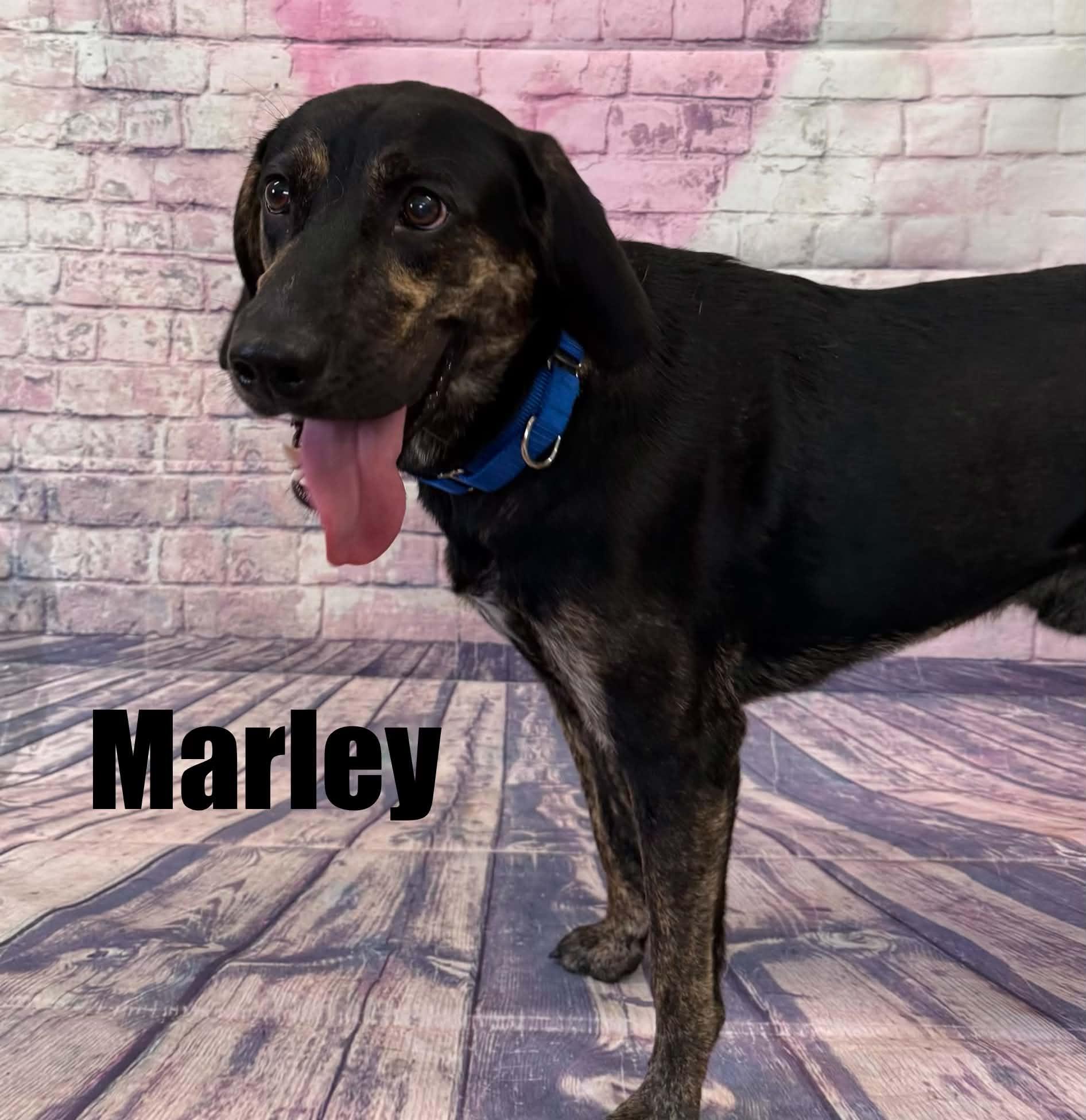 Marley, a ADOPTABLE mixed breed in Quincy, MI image 2/2
