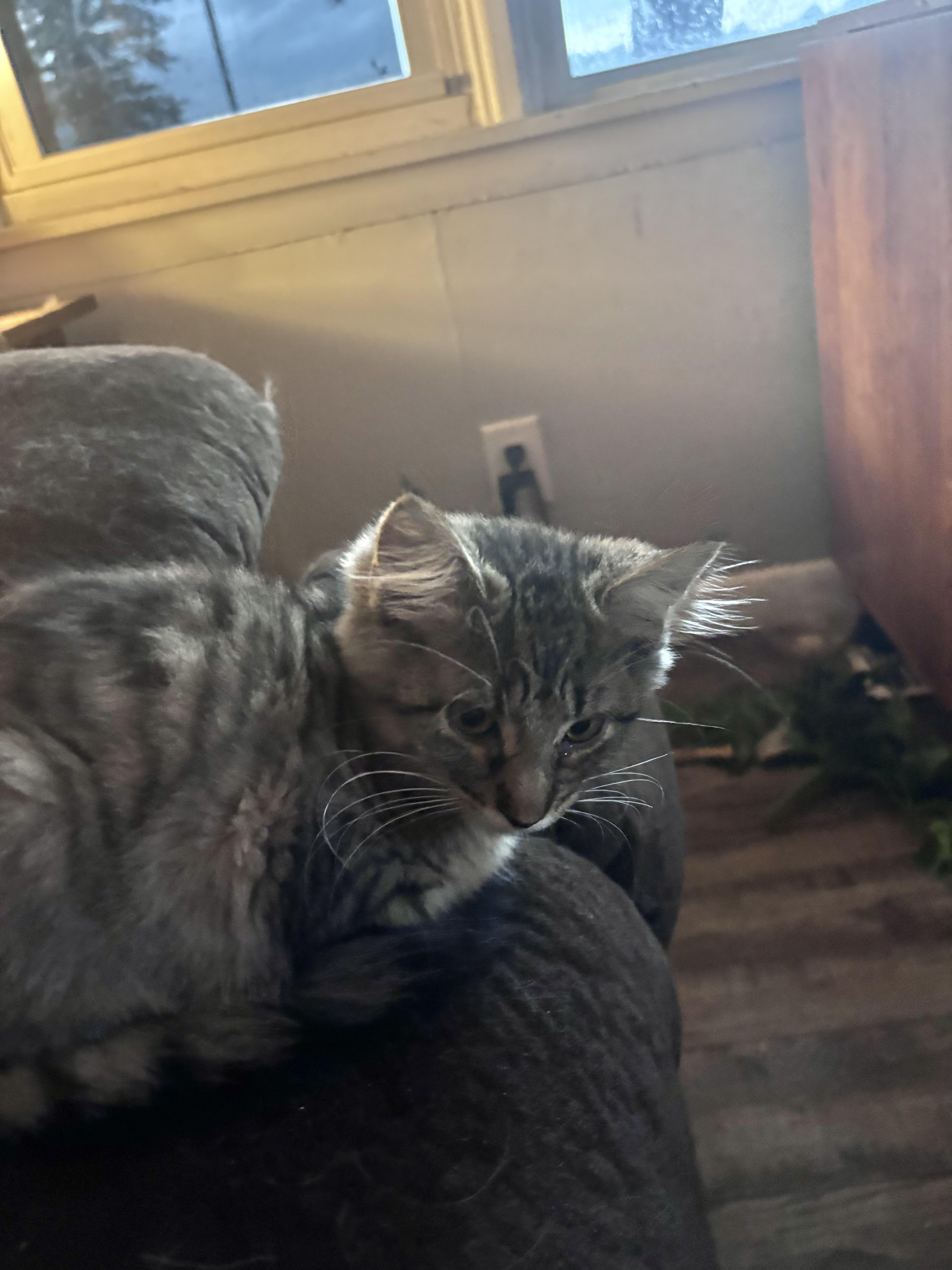 Meeko, a Adoptable Domestic Long Hair in Kirklin, IN image 3/4