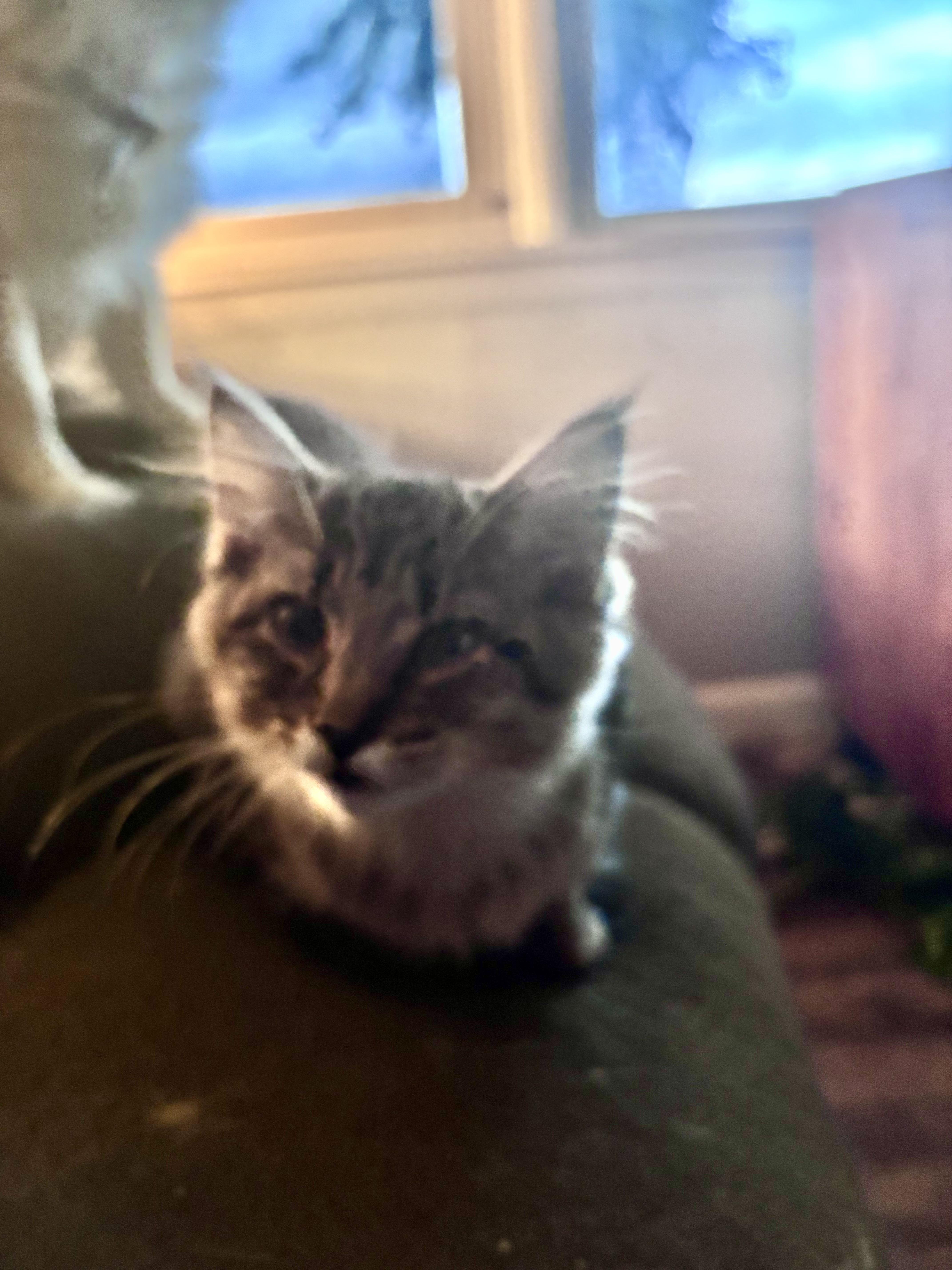 Meeko, Adoptable, Kitten Female Domestic Long Hair.