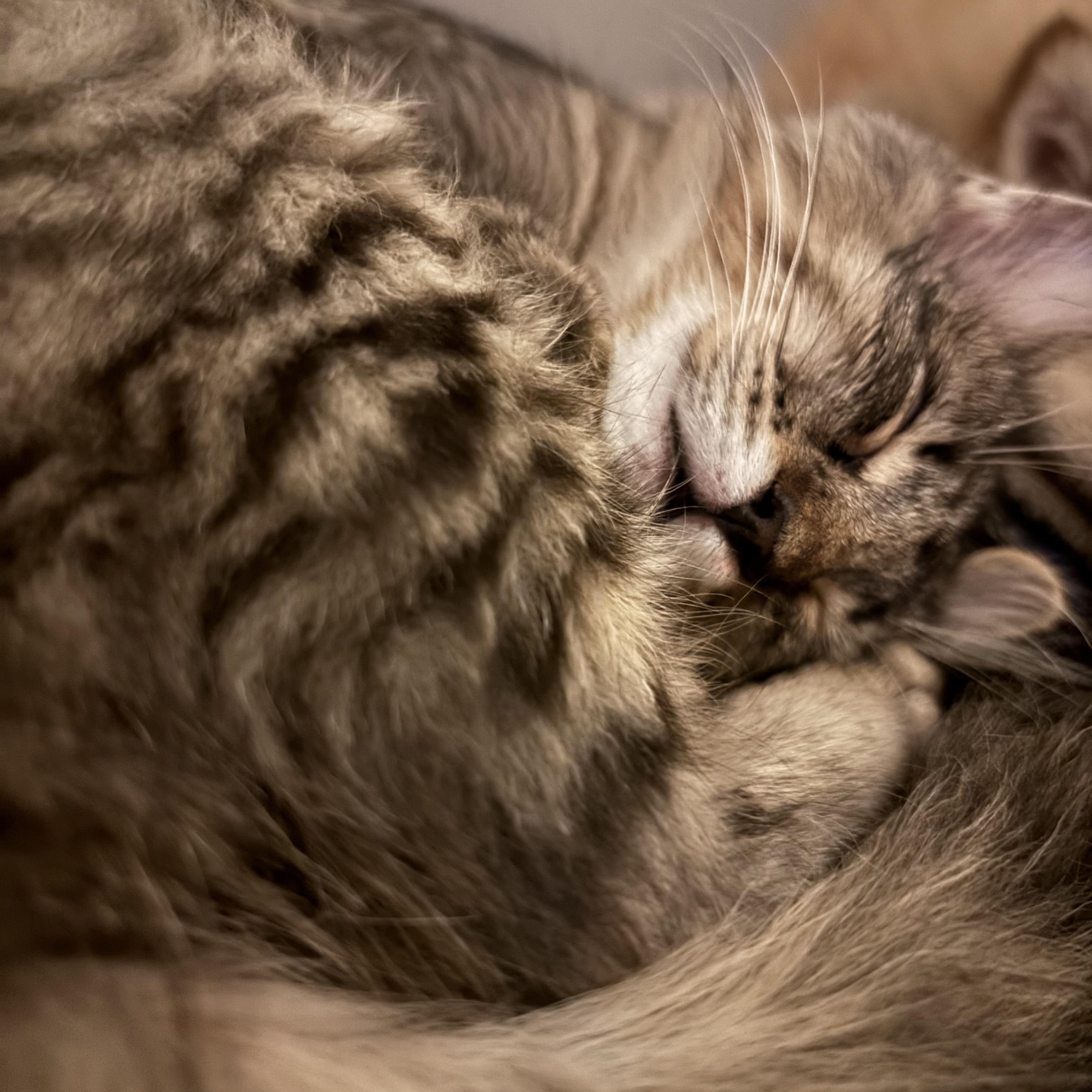 Meeko, a Adoptable Domestic Long Hair in Kirklin, IN image 2/4