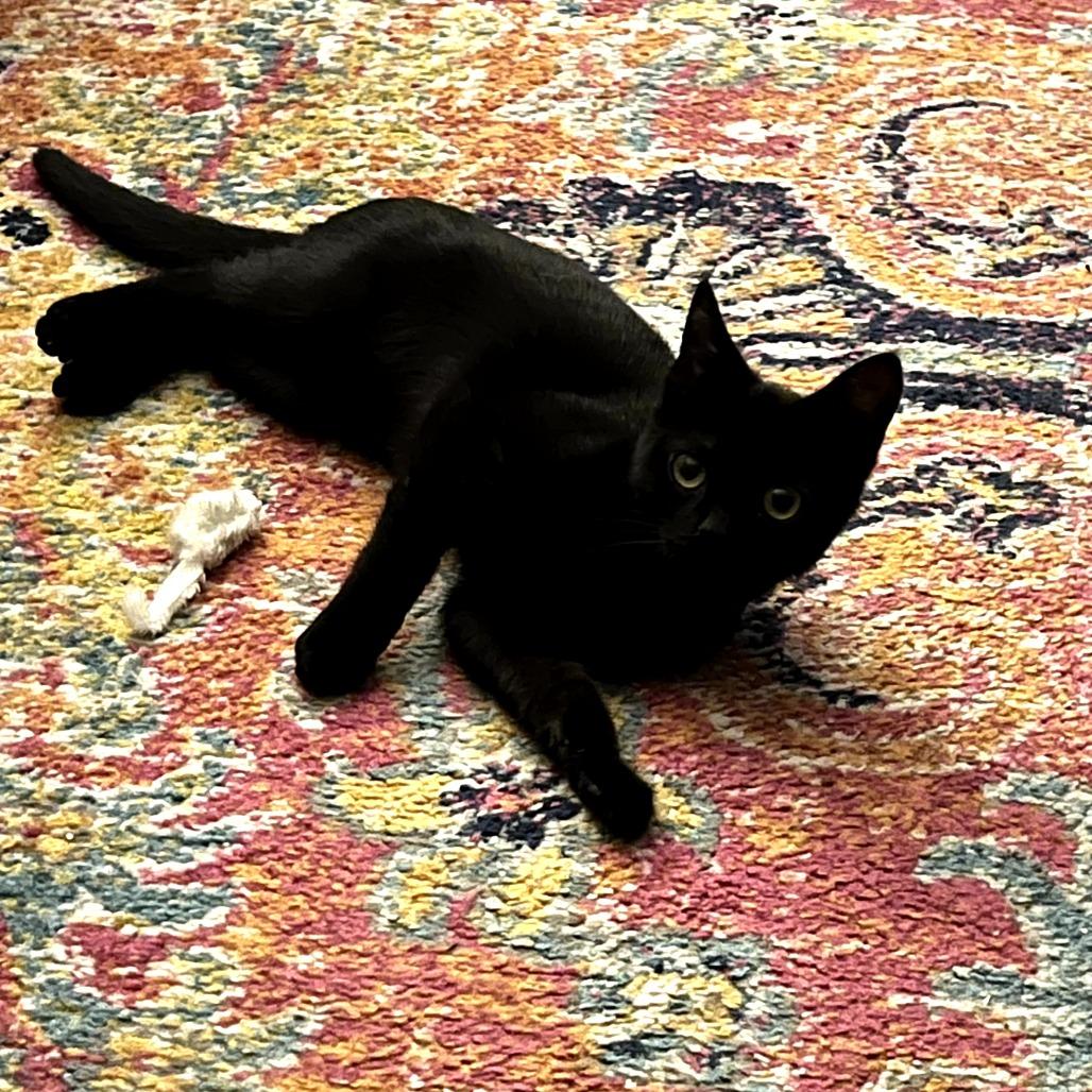 Buttons, Adoptable, Young Female Domestic Short Hair.