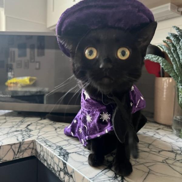 Buttons, a Adoptable mixed breed in Sonoma, CA image 2/6