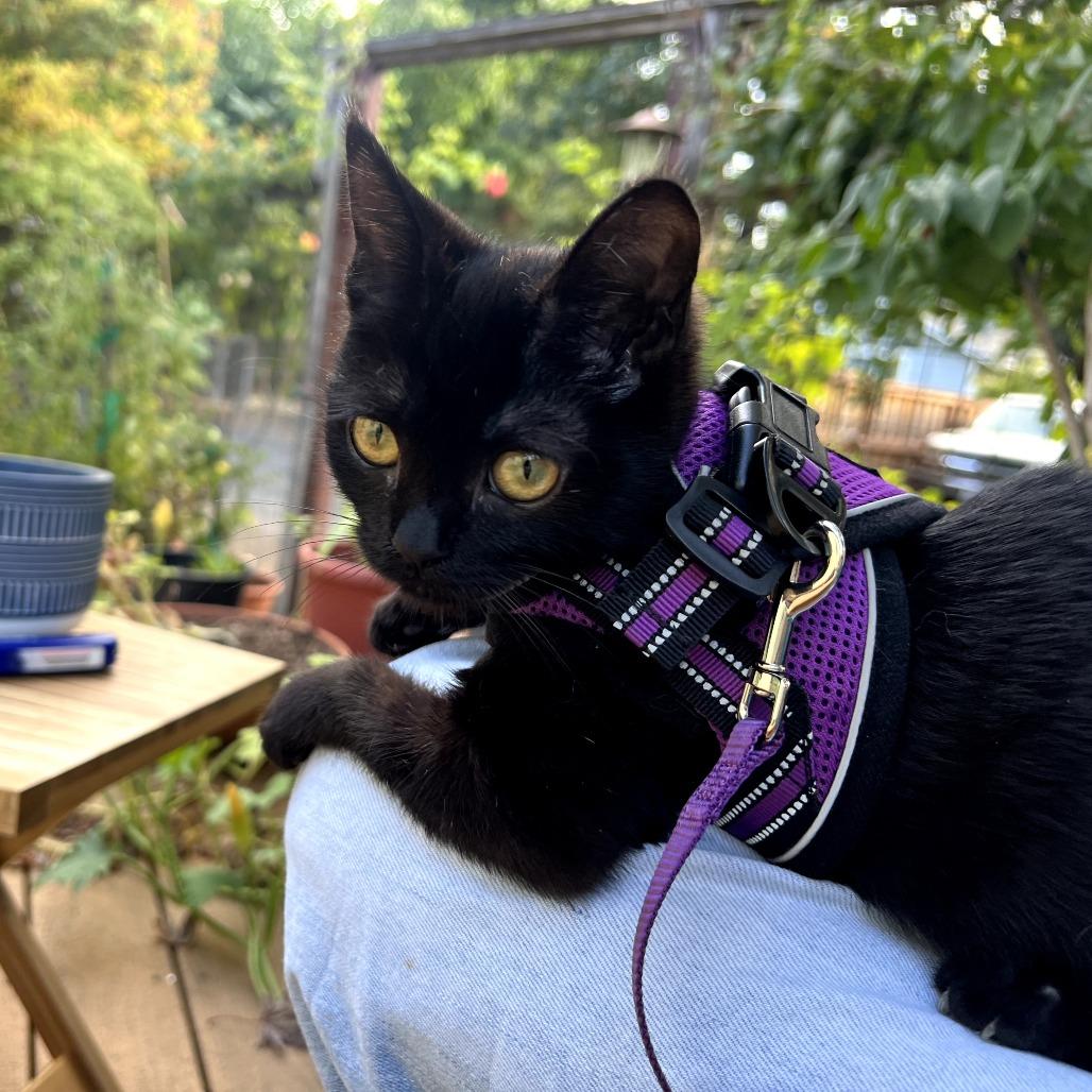 Buttons, a Adoptable mixed breed in Sonoma, CA image 3/6