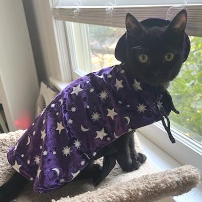 Buttons, a Adoptable mixed breed in Sonoma, CA image 4/6