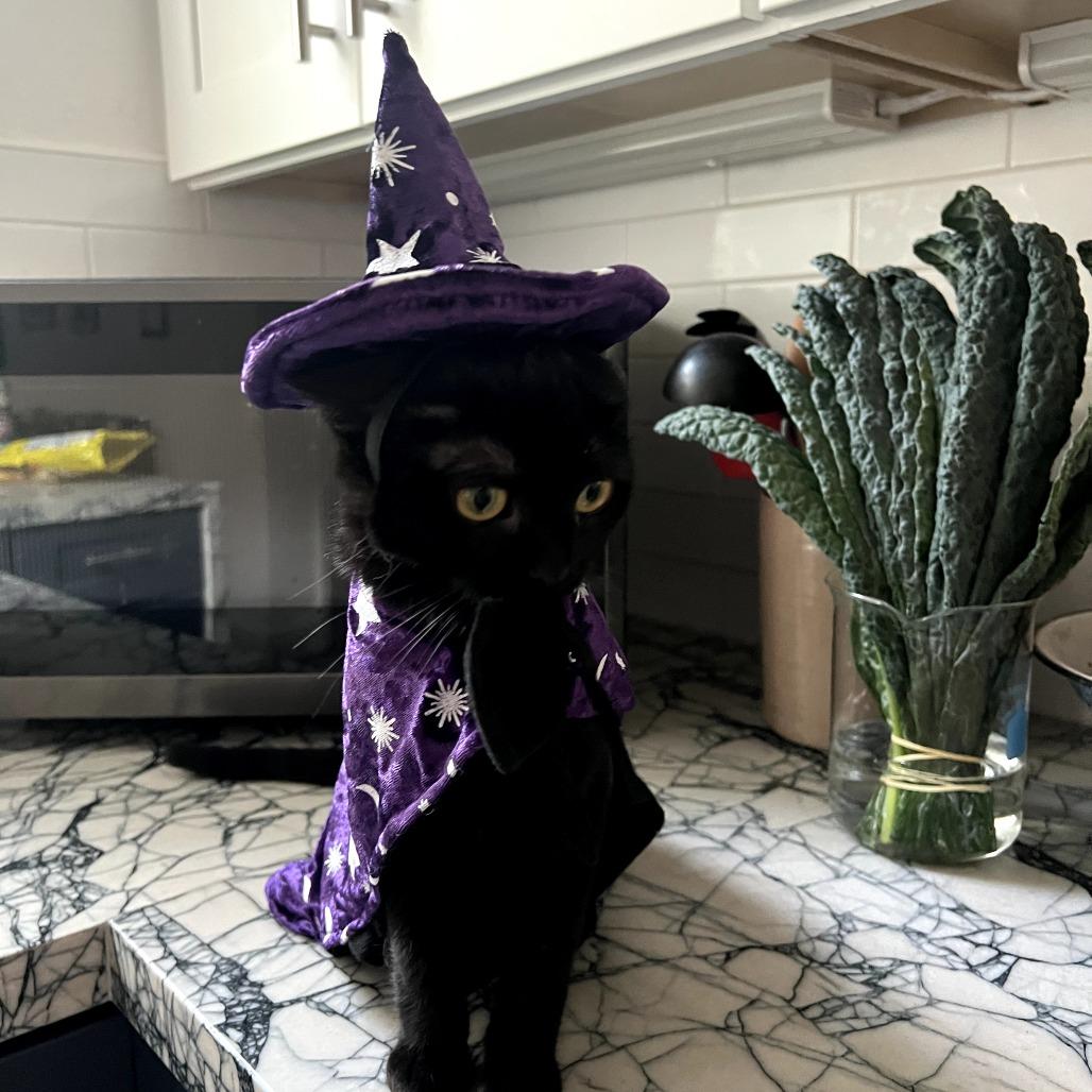 Buttons, a Adoptable mixed breed in Sonoma, CA image 5/6