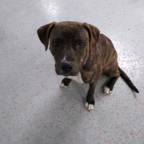 Alpine, Adoptable, Young Female Mixed Breed.