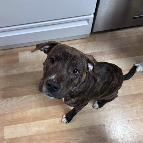 Enlarge Alpine, a Adoptable mixed breed in Toms River, NJ image 2/6