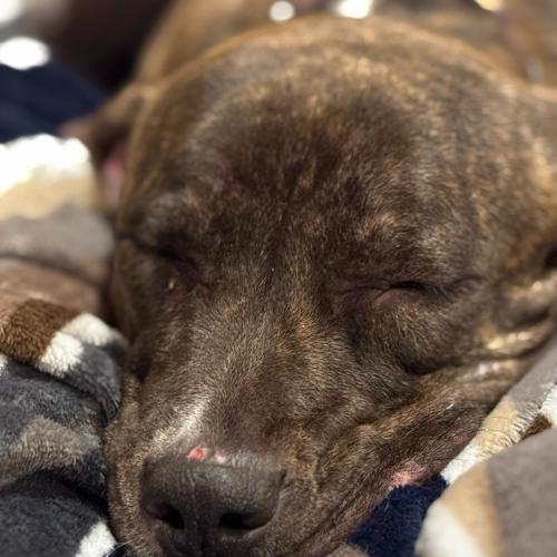 Enlarge Alpine, a Adoptable mixed breed in Toms River, NJ image 3/6