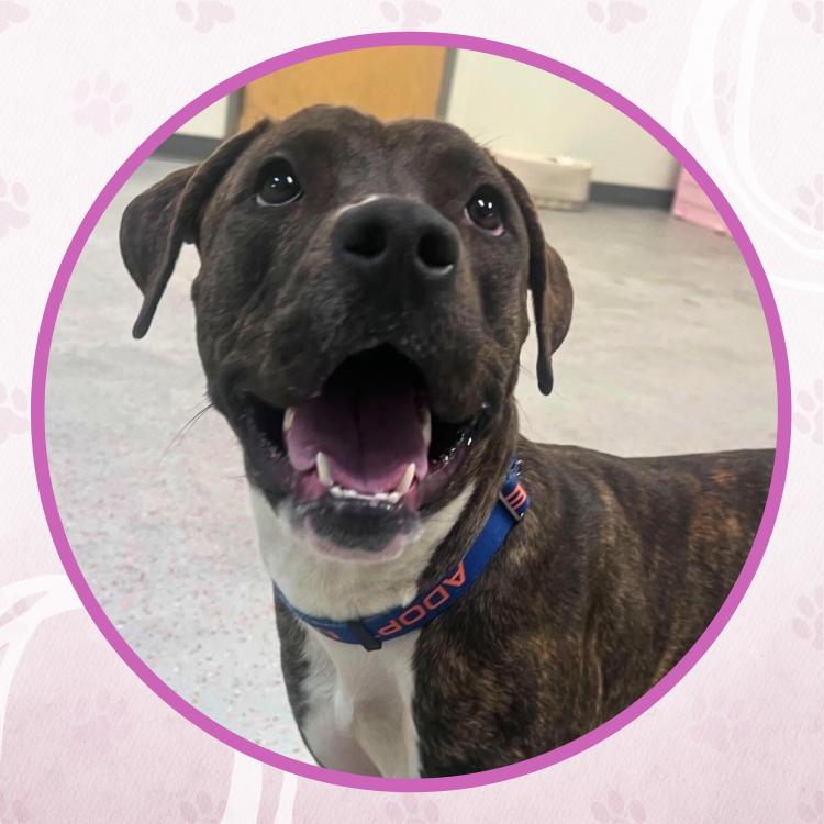 Enlarge Alpine, a Adoptable mixed breed in Toms River, NJ image 4/6