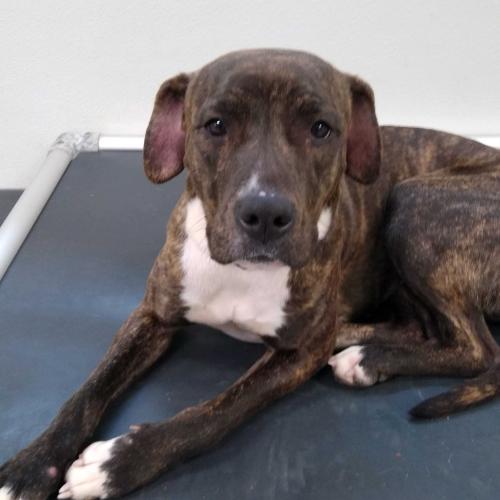 Enlarge Alpine, a Adoptable mixed breed in Toms River, NJ image 5/6