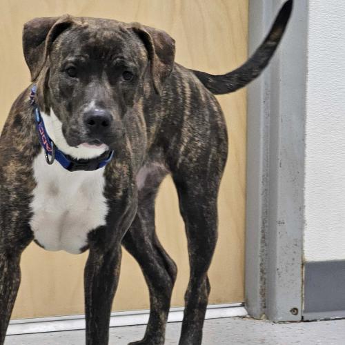 Enlarge Alpine, a Adoptable mixed breed in Toms River, NJ image 6/6