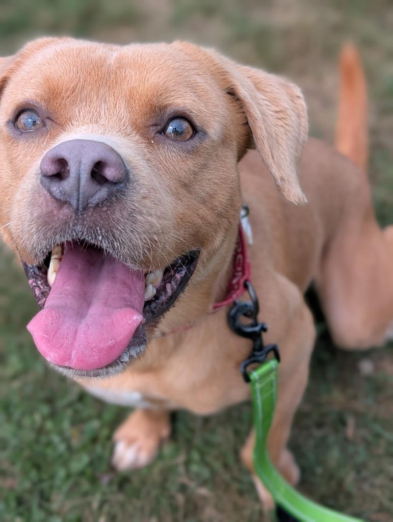 Enlarge Sammy, a Adoptable mixed breed in North Syracuse, NY image 1/4