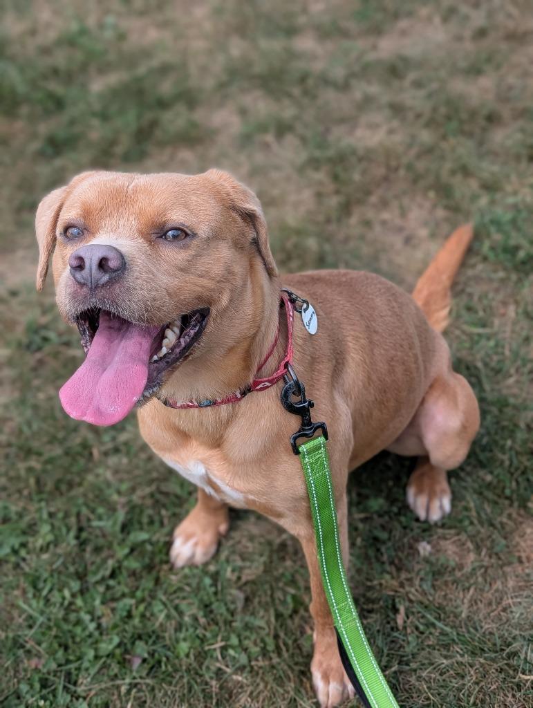 Enlarge Sammy, a Adoptable mixed breed in North Syracuse, NY image 2/4