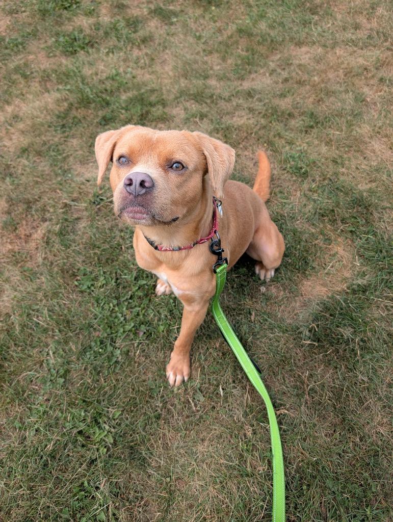 Enlarge Sammy, a Adoptable mixed breed in North Syracuse, NY image 3/4