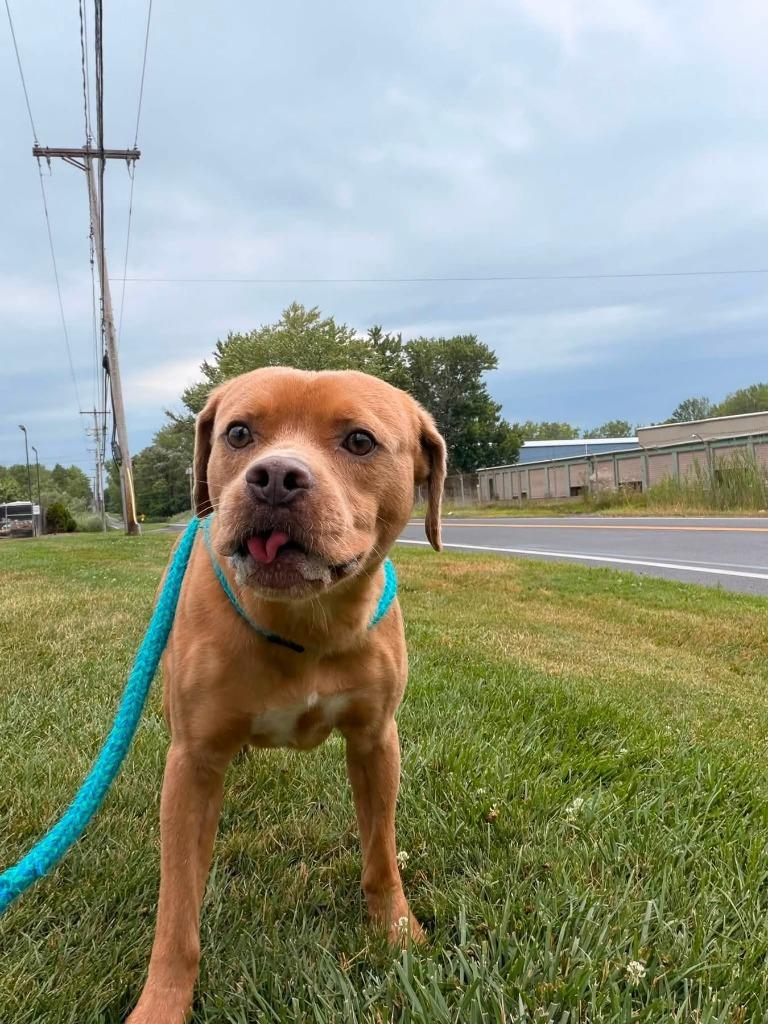 Enlarge Sammy, a Adoptable mixed breed in North Syracuse, NY image 4/4