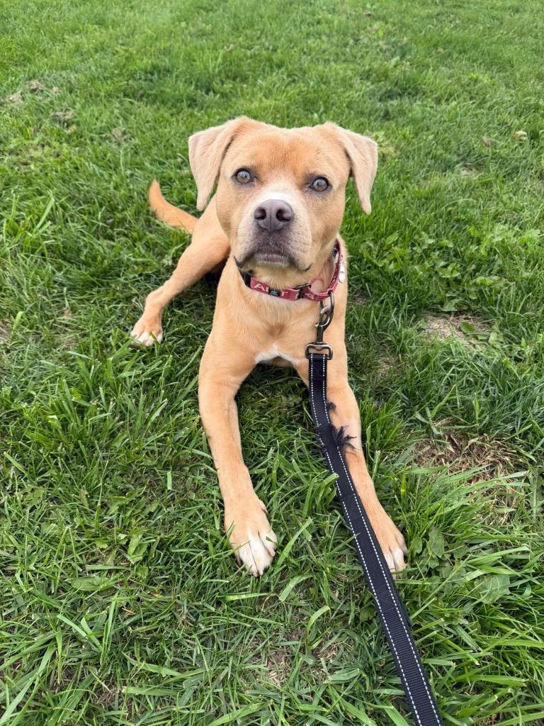 Enlarge Sammy, a Adoptable mixed breed in North Syracuse, NY image 5/5