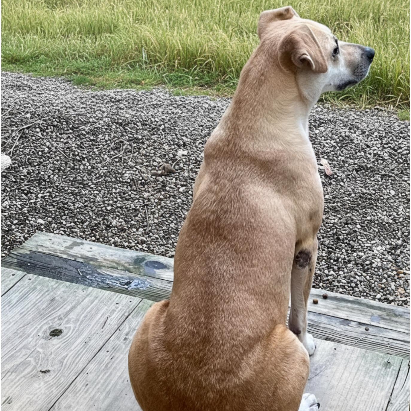 Enlarge Marley, a ADOPTABLE mixed breed in Richmond, KY image 3/3