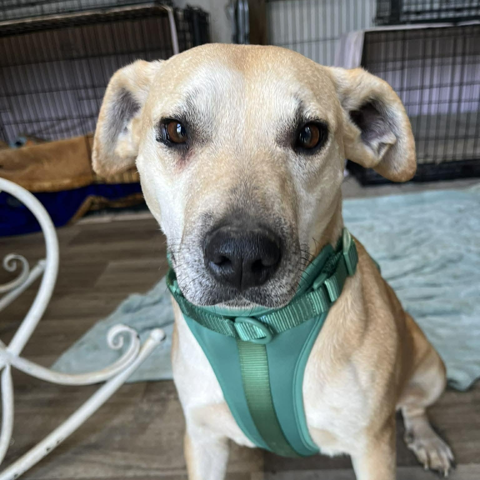 Marley, an adoptable mixed breed in Richmond, KY image 1/5