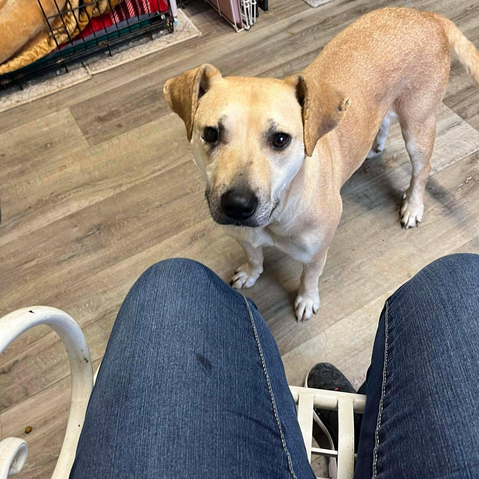 Marley, ADOPTABLE, Adult Female Golden Retriever.