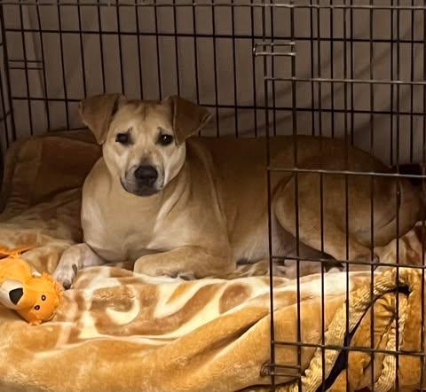 Enlarge Marley, a ADOPTABLE mixed breed in Richmond, KY image 2/3