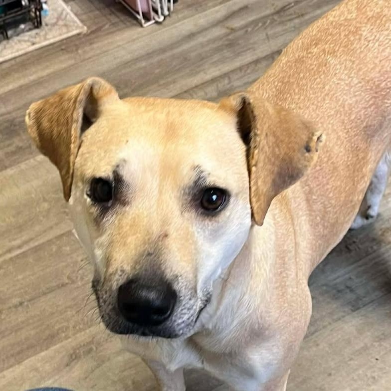 Marley, an adoptable mixed breed in Richmond, KY image 2/5