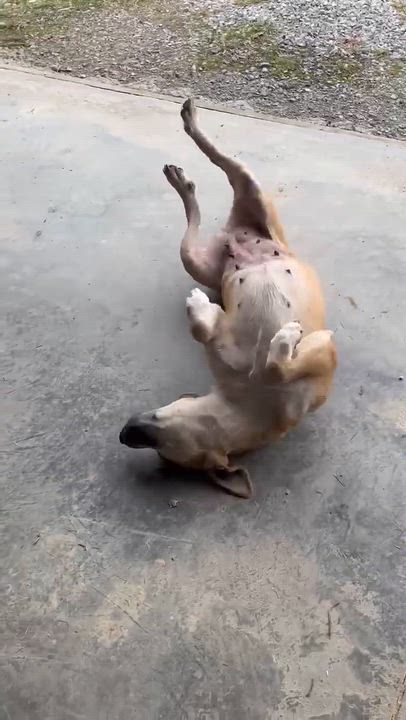 Enlarge Marley, an adoptable mixed breed in Richmond, KY video 3/5