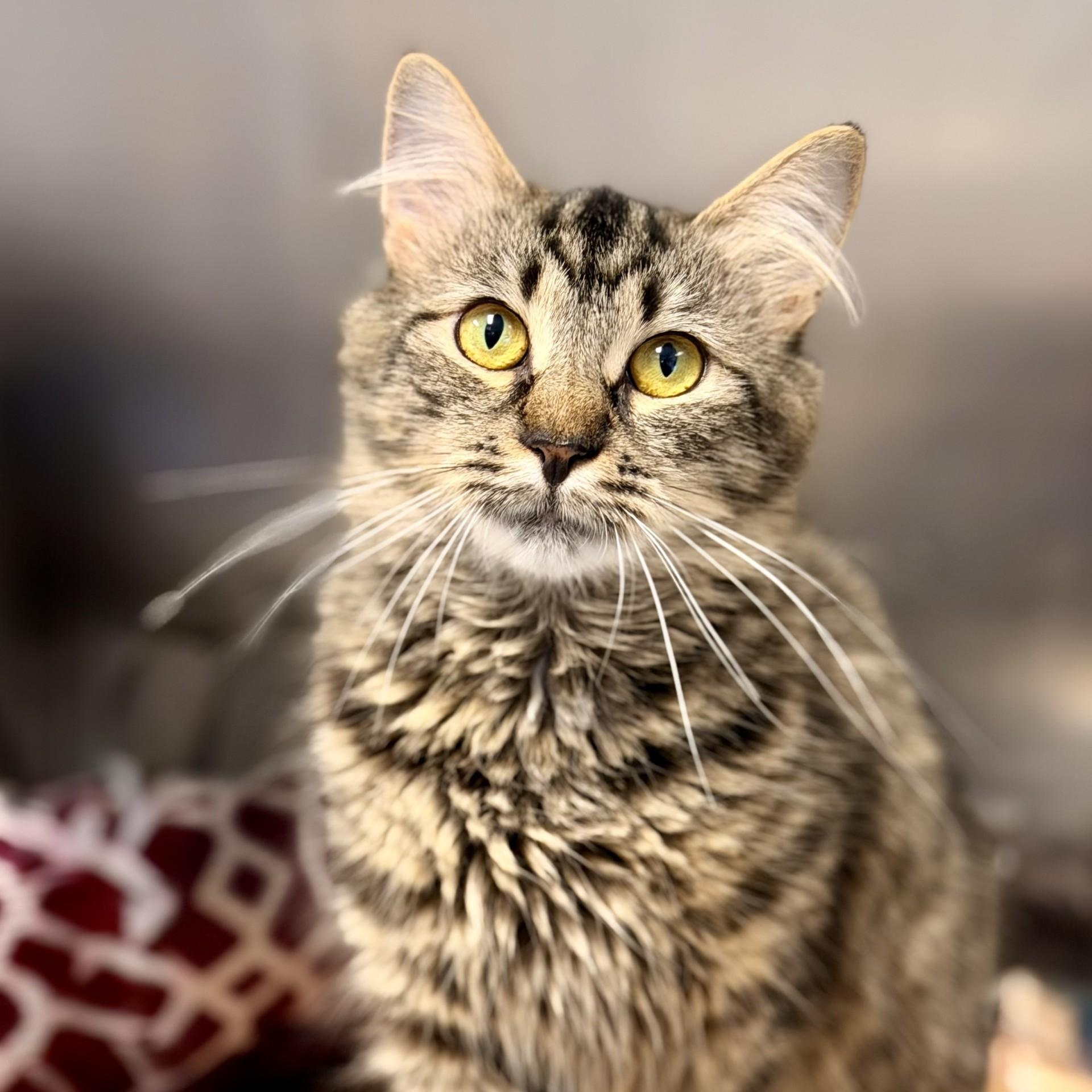Enlarge Bear, a Adoptable Domestic Medium Hair in Manahawkin, NJ image 2/2