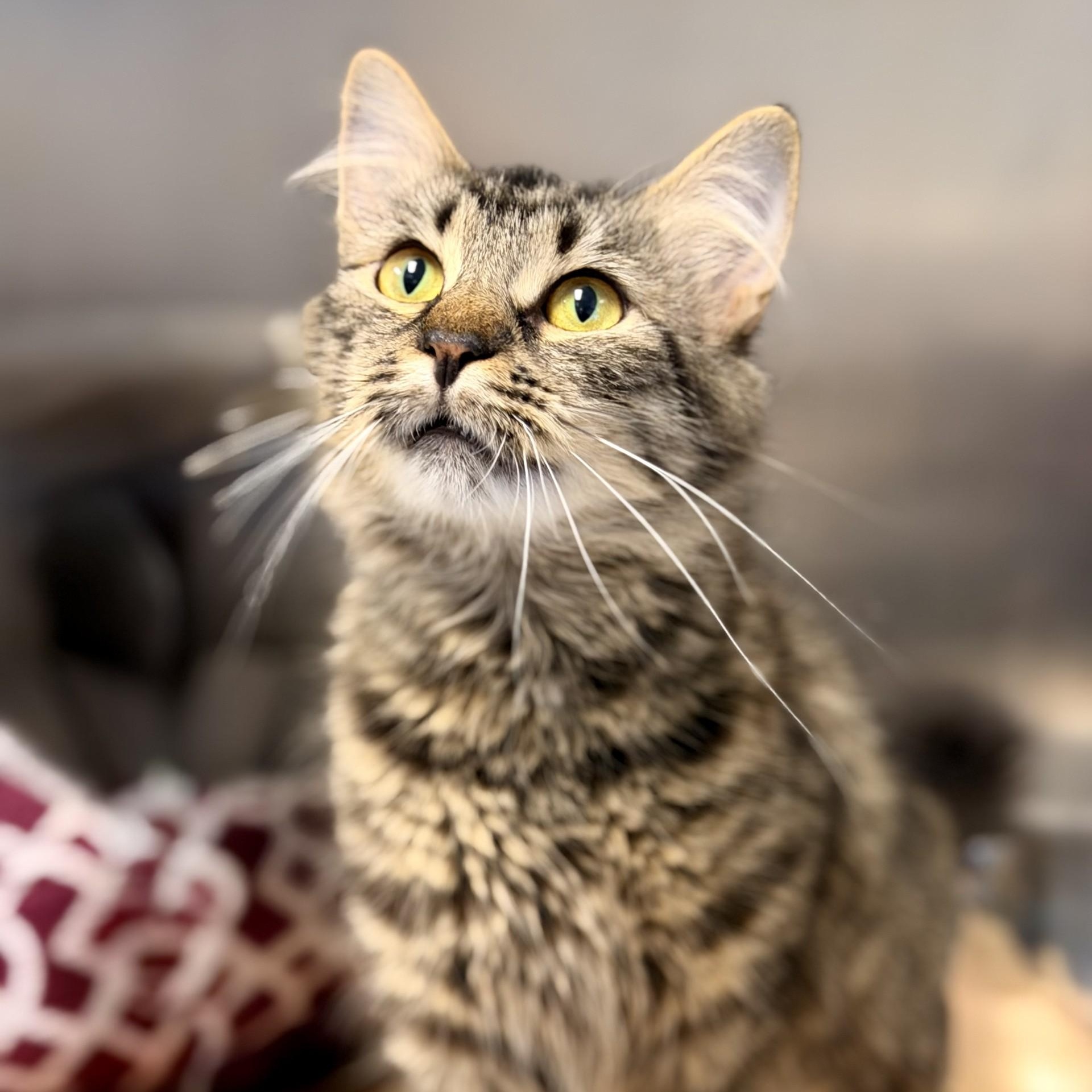 Enlarge Bear, a Adoptable Domestic Medium Hair in Manahawkin, NJ image 1/2