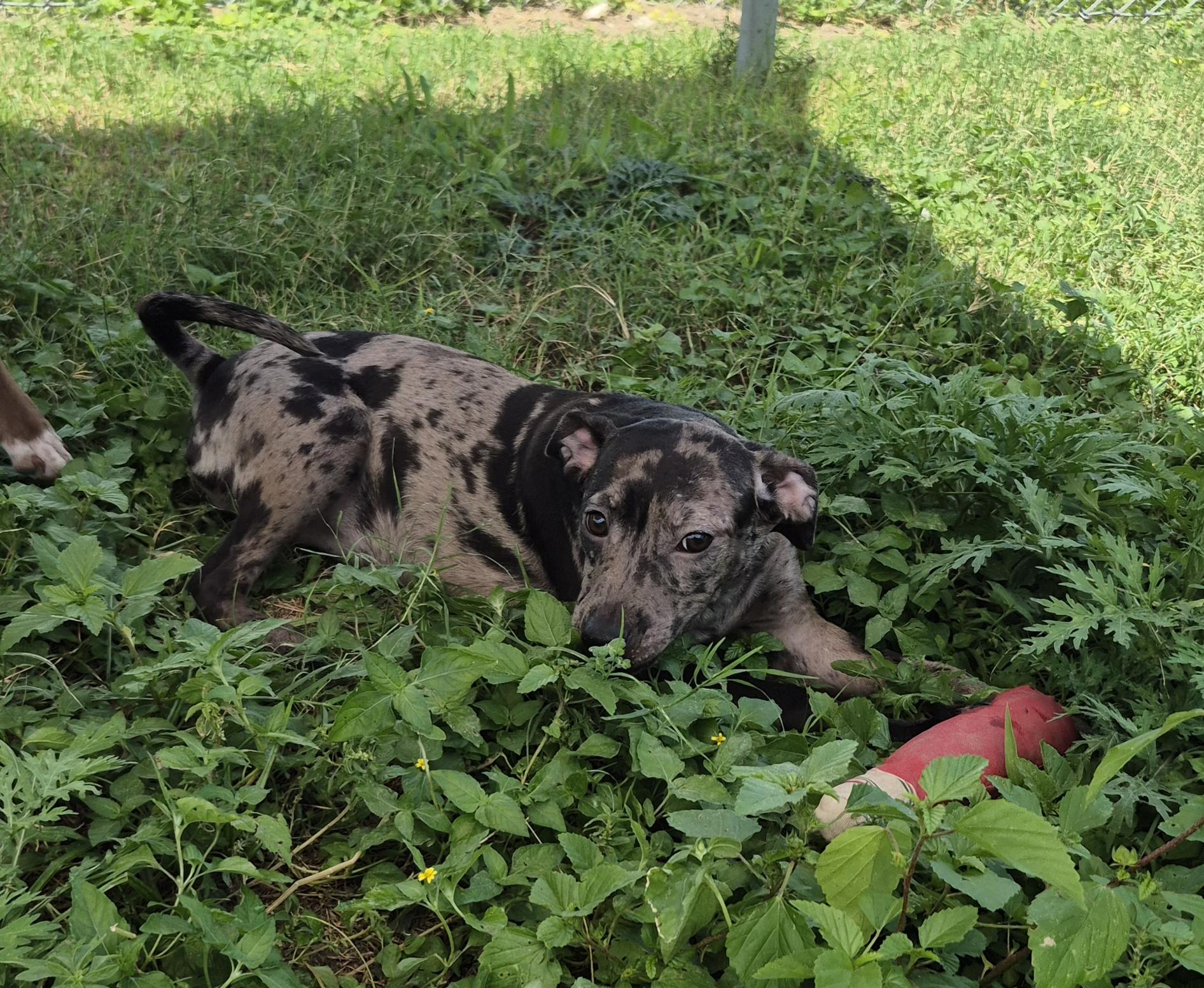 Enlarge Corona, a ADOPTABLE Mixed Breed in Schertz, TX image 5/5