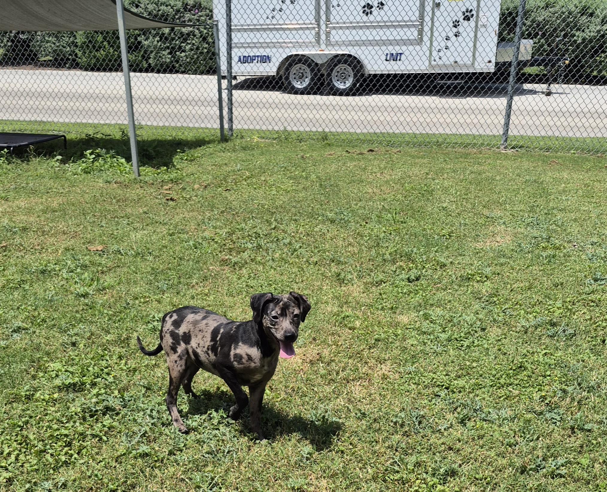 Corona, ADOPTABLE, Young Female Mixed Breed.