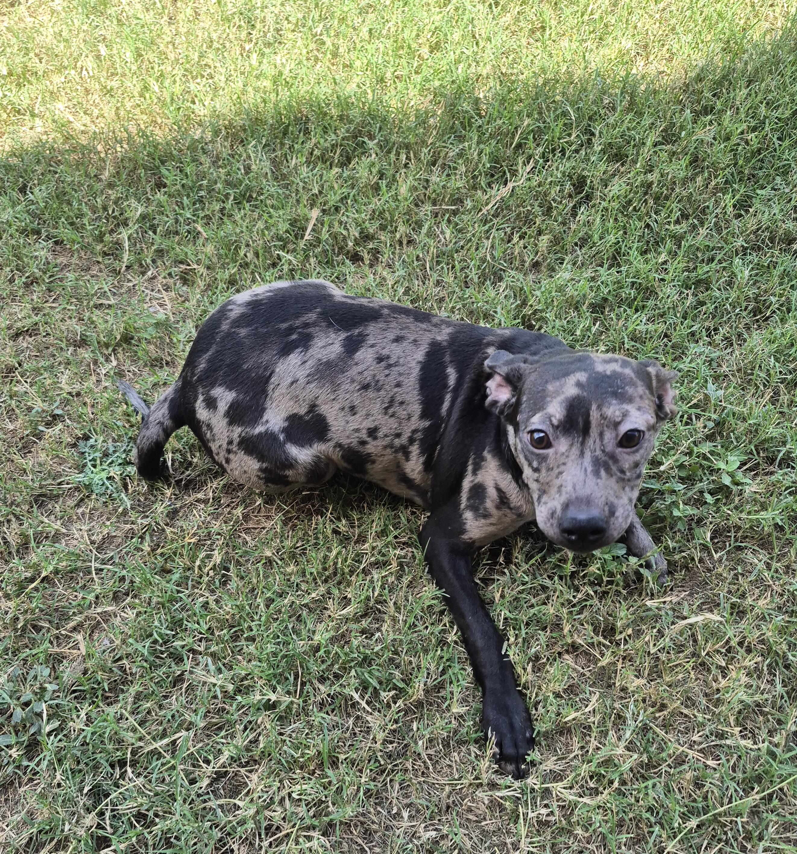 Enlarge Corona, a ADOPTABLE Mixed Breed in Schertz, TX image 4/5