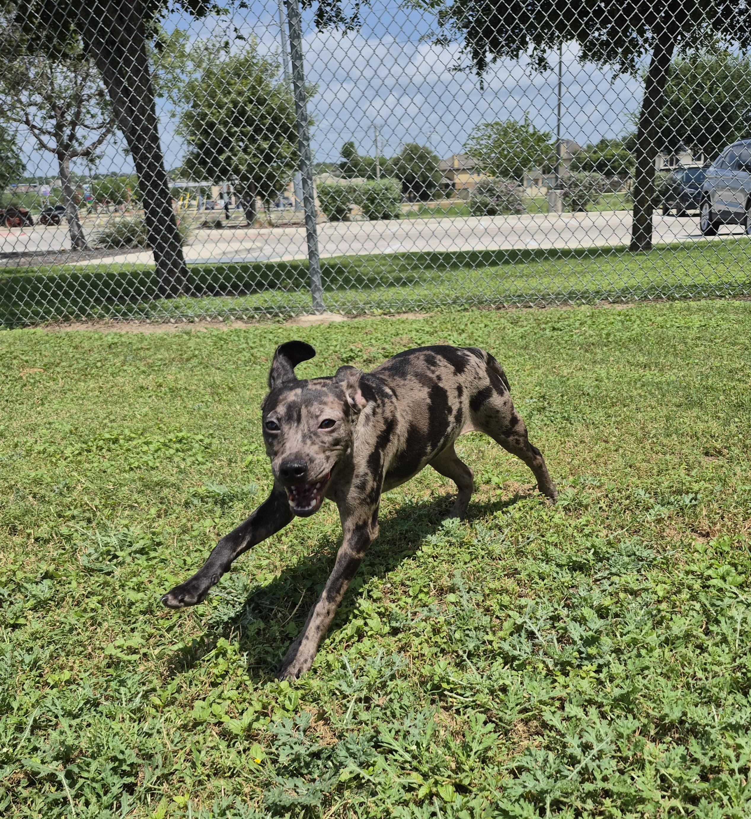 Enlarge Corona, a ADOPTABLE Mixed Breed in Schertz, TX image 2/5