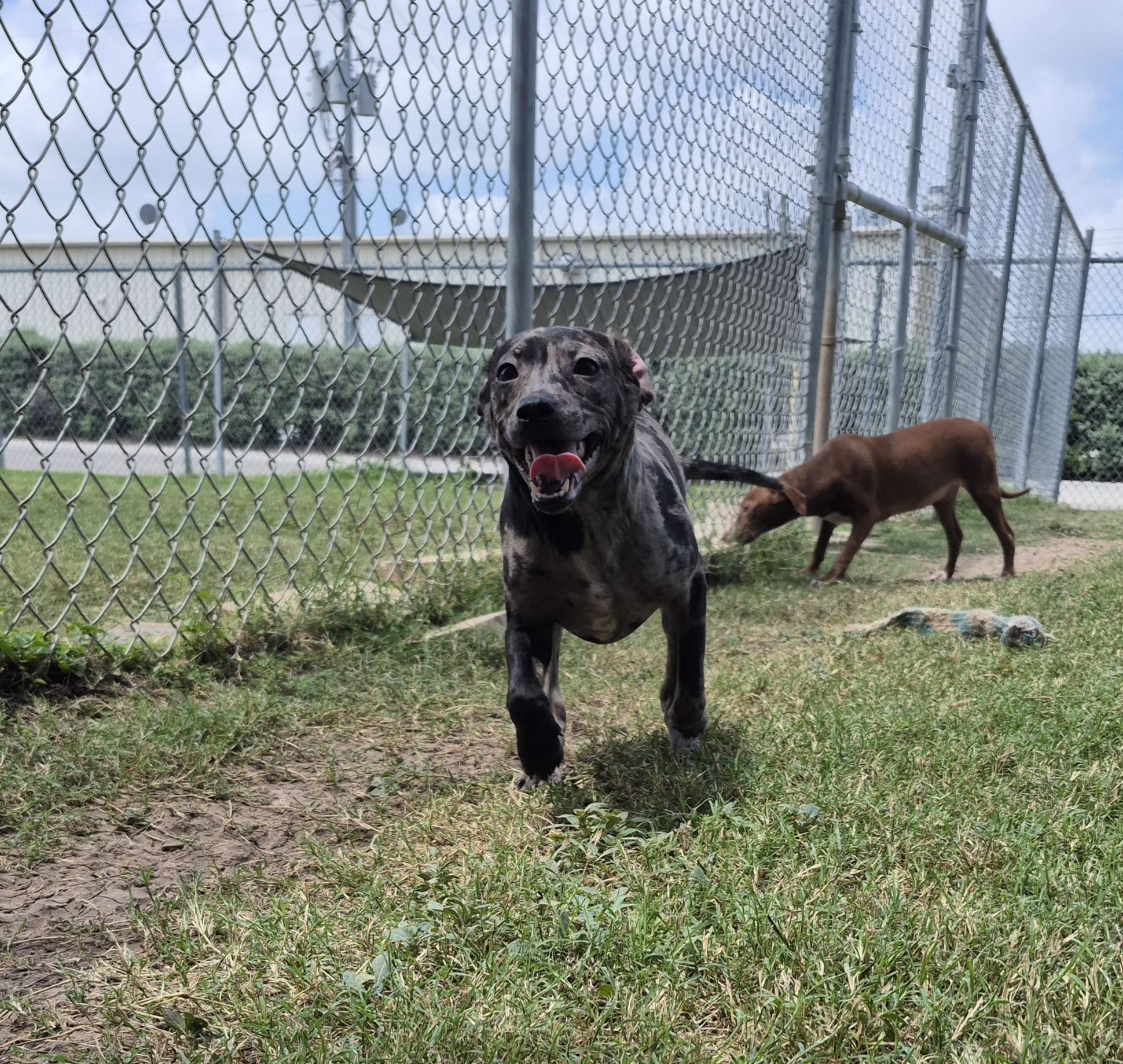 Enlarge Corona, a ADOPTABLE Mixed Breed in Schertz, TX image 3/5