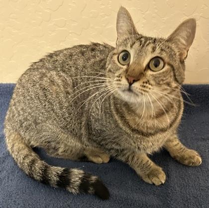 Enlarge Luly, a Adoptable mixed breed in Phoenix, AZ image 1/1