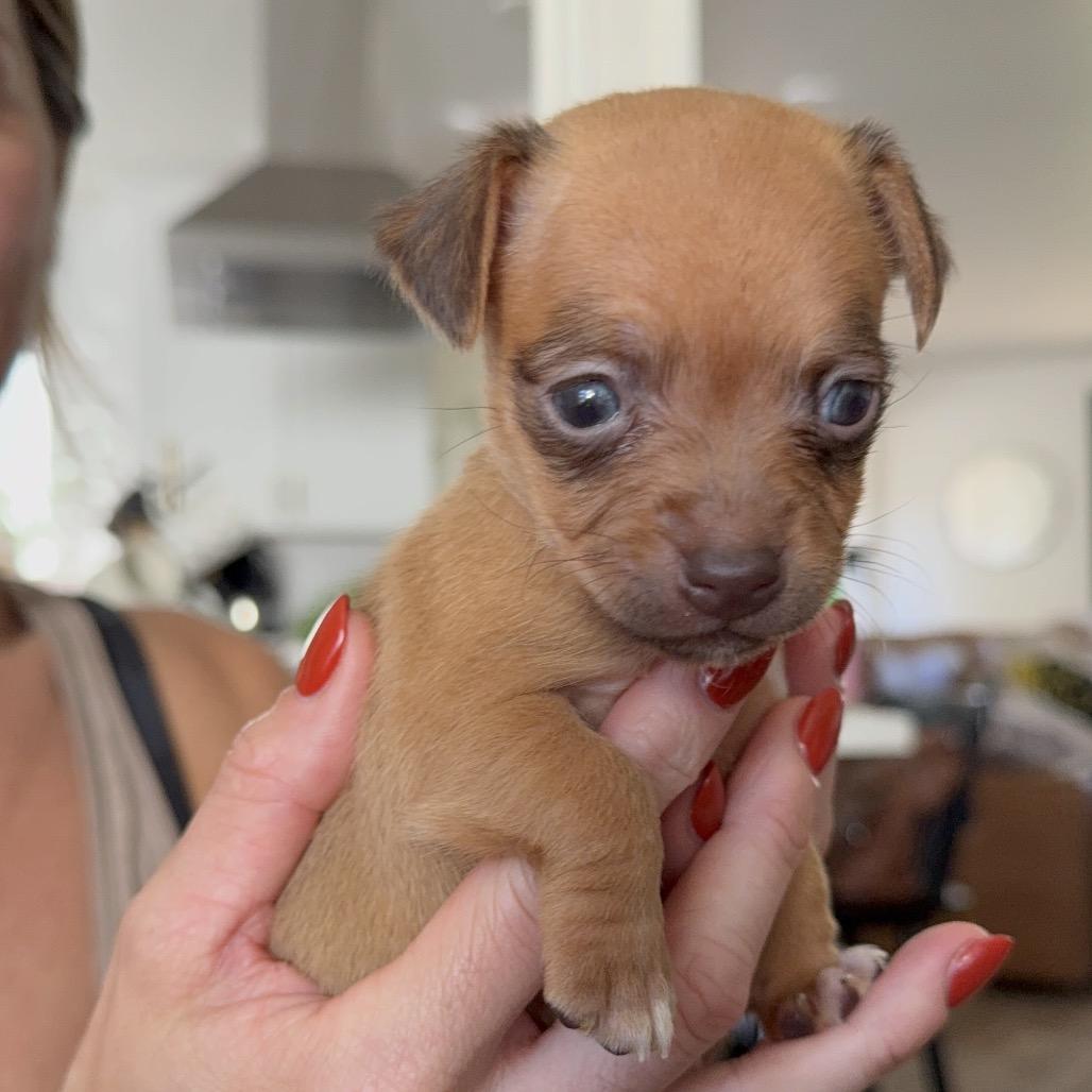 Riff, Adoptable, Puppy Male Chihuahua & Mixed Breed.