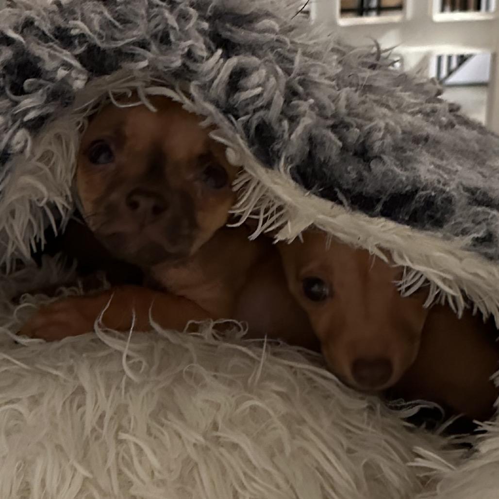 Enlarge Riff, a Adoptable mixed breed in Sacramento, CA image 2/2