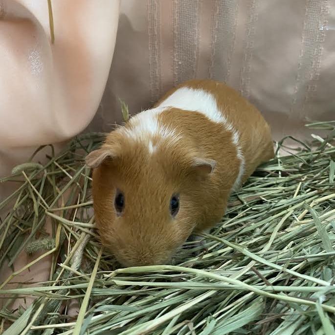 Caramelizer, Adoptable, Adult Male Guinea Pig.