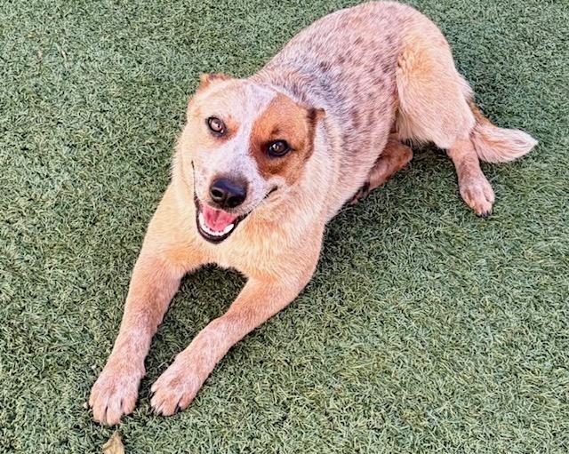Enlarge MATILDA, a Adoptable Australian Cattle Dog / Blue Heeler in Salinas, CA image 1/1