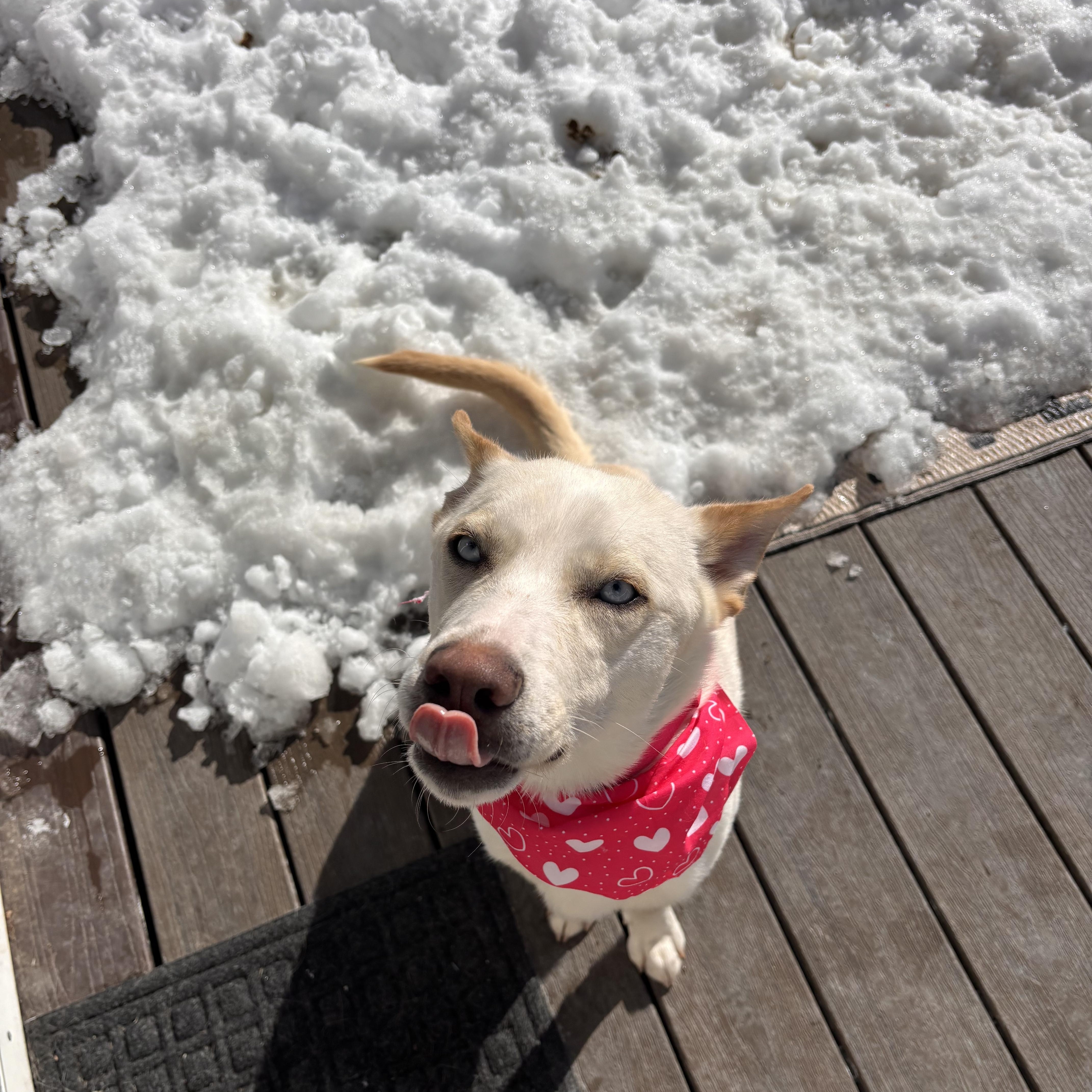 Enlarge Snow White, an adoptable Siberian Husky in Weston, MA image 3/6