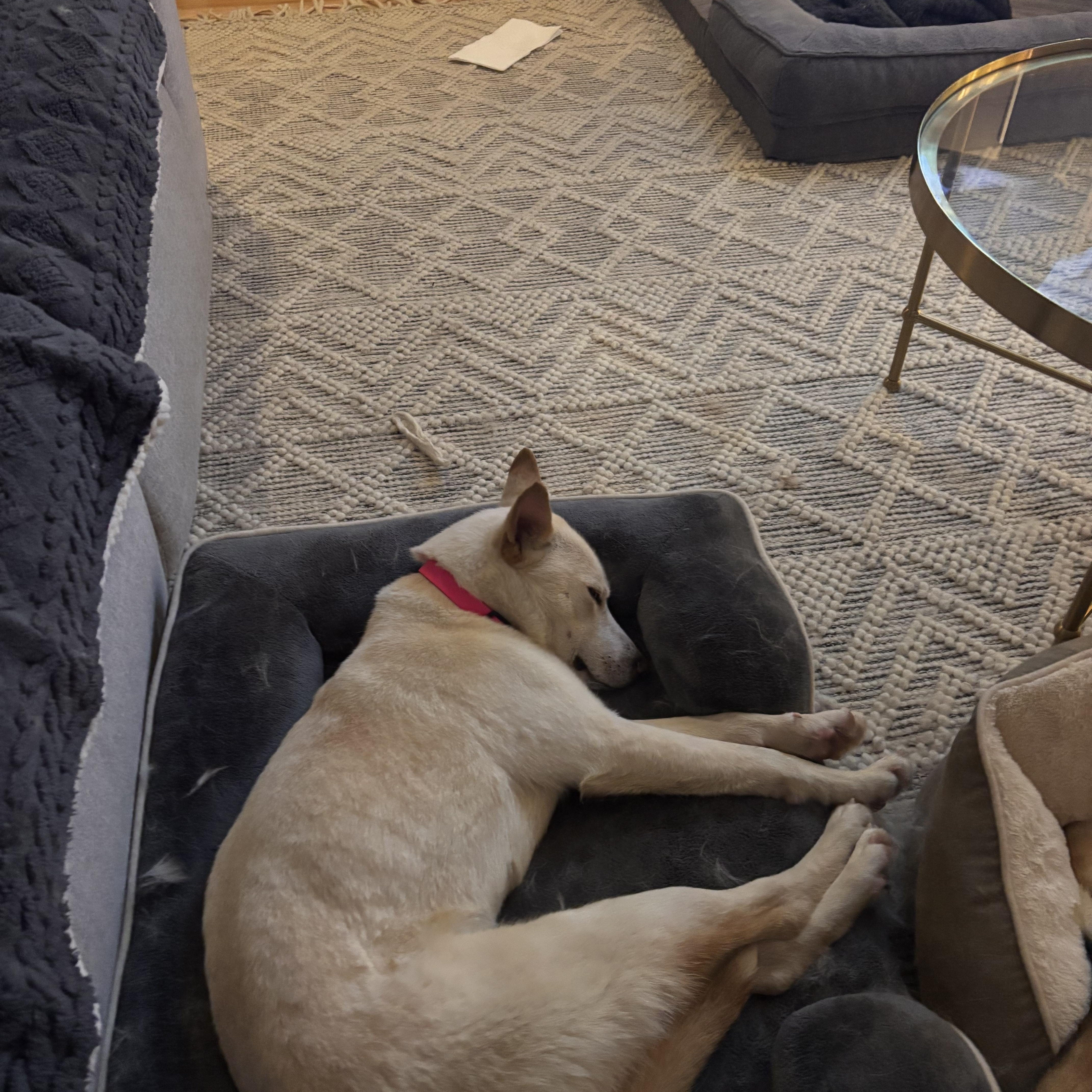 Enlarge Snow White, an adoptable Siberian Husky in Weston, MA image 6/6