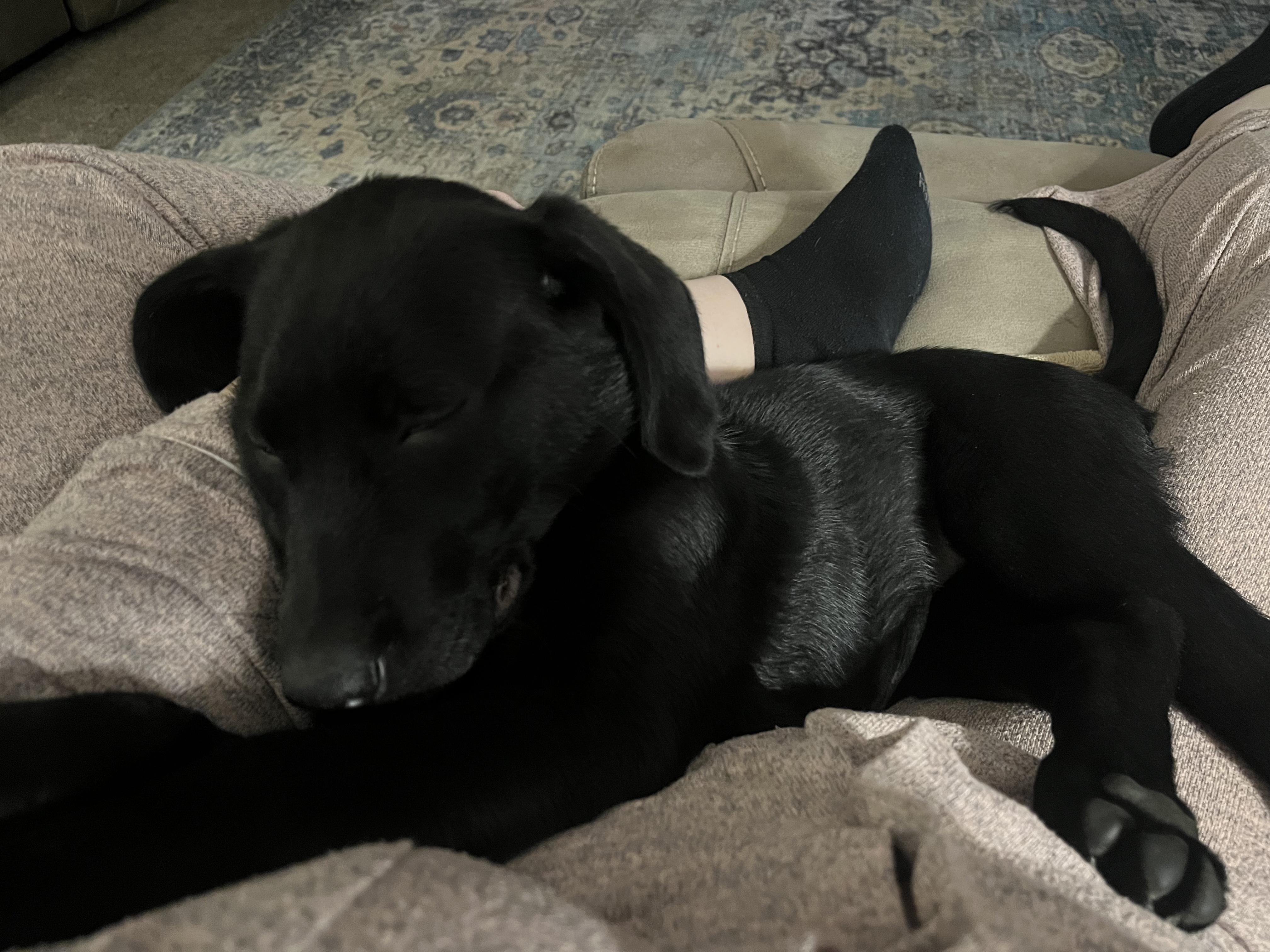 Enlarge Bashful, an adopted Labrador Retriever in Indianapolis, IN image 5/6