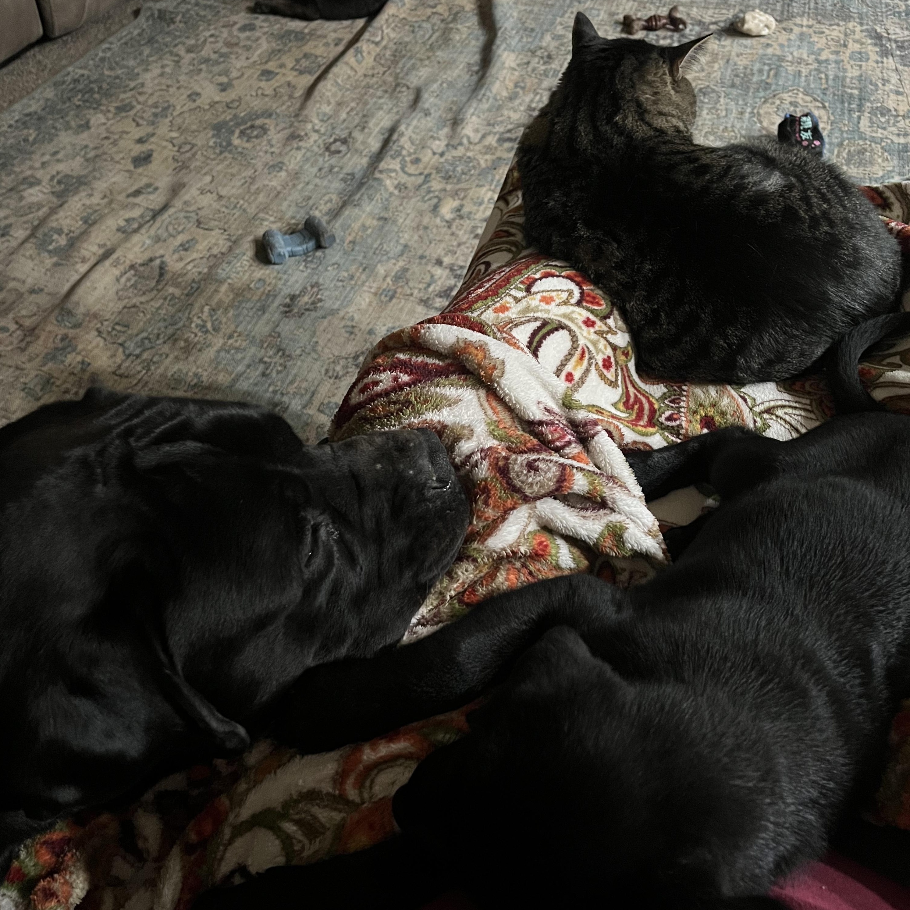 Enlarge Bashful, an adopted Labrador Retriever in Indianapolis, IN image 2/6