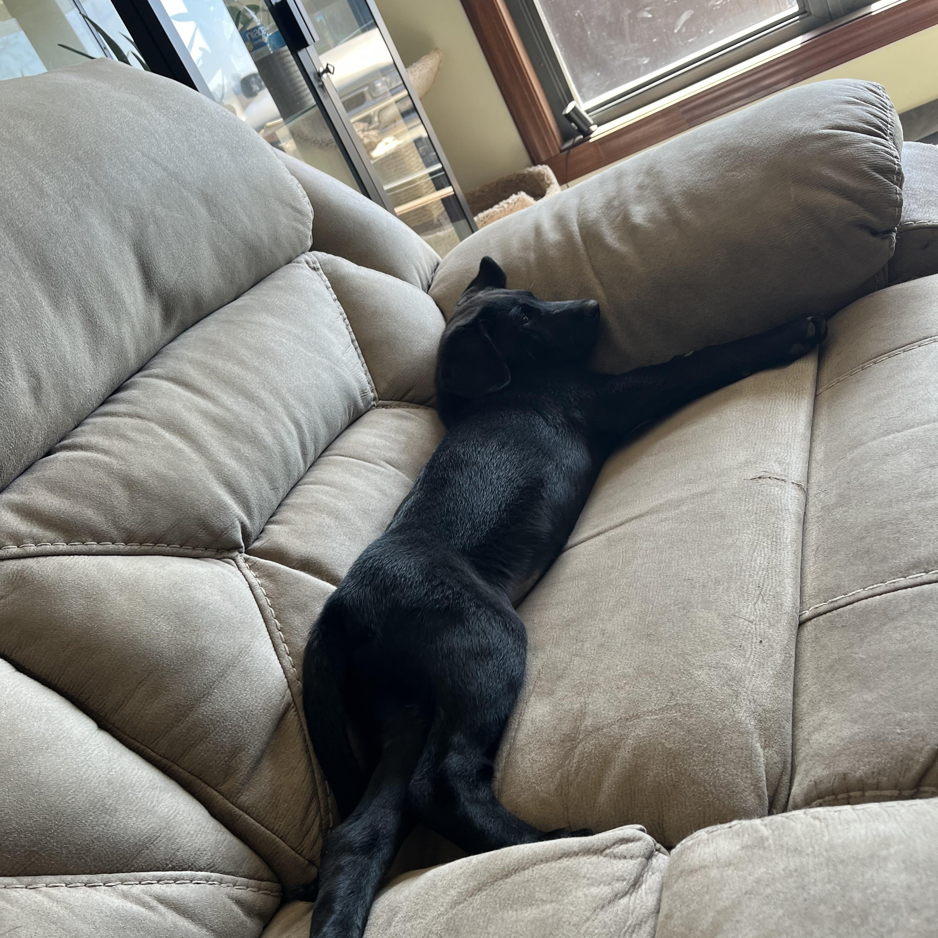 Enlarge Bashful, an adopted Labrador Retriever in Indianapolis, IN image 4/6