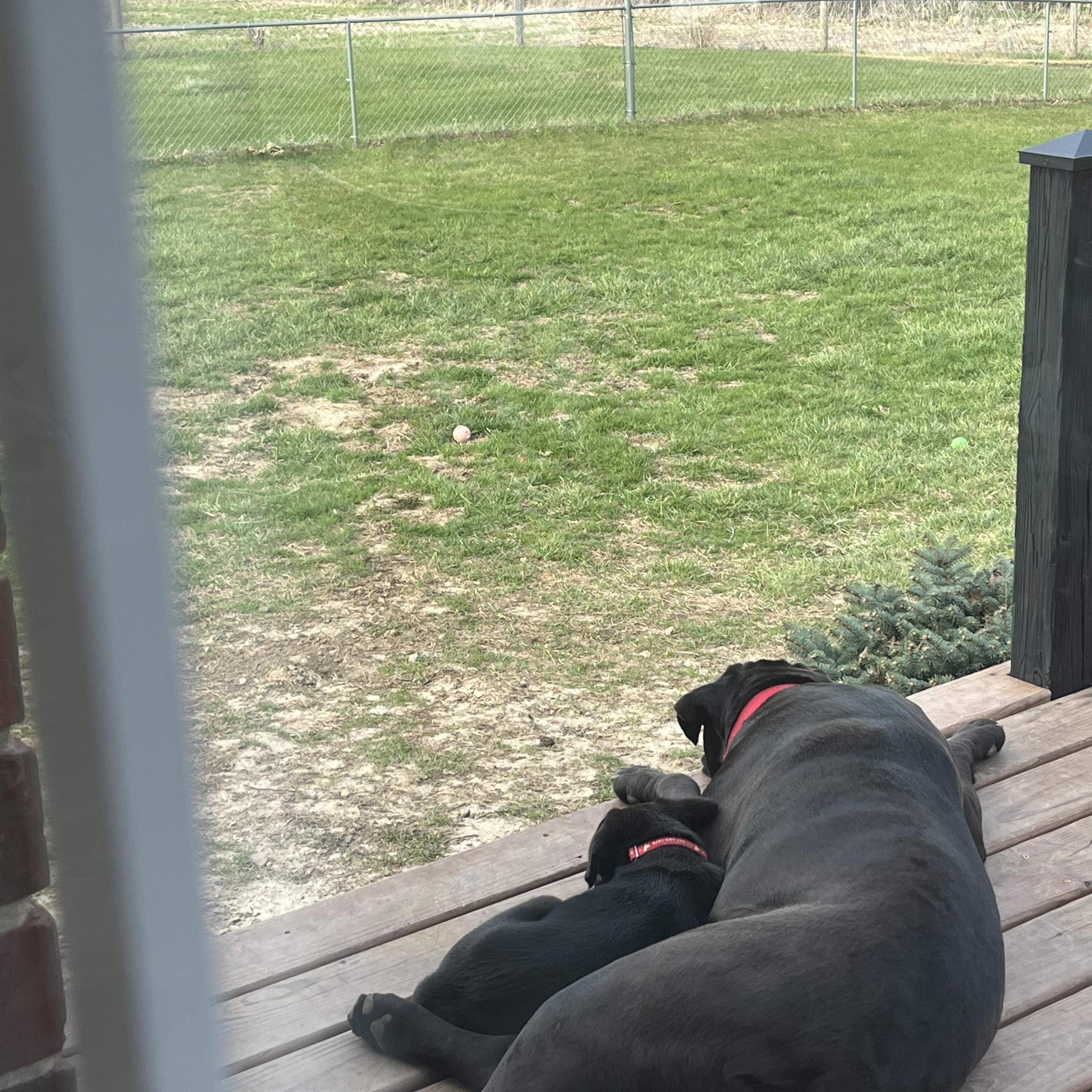Enlarge Bashful, an adopted Labrador Retriever in Indianapolis, IN image 6/6