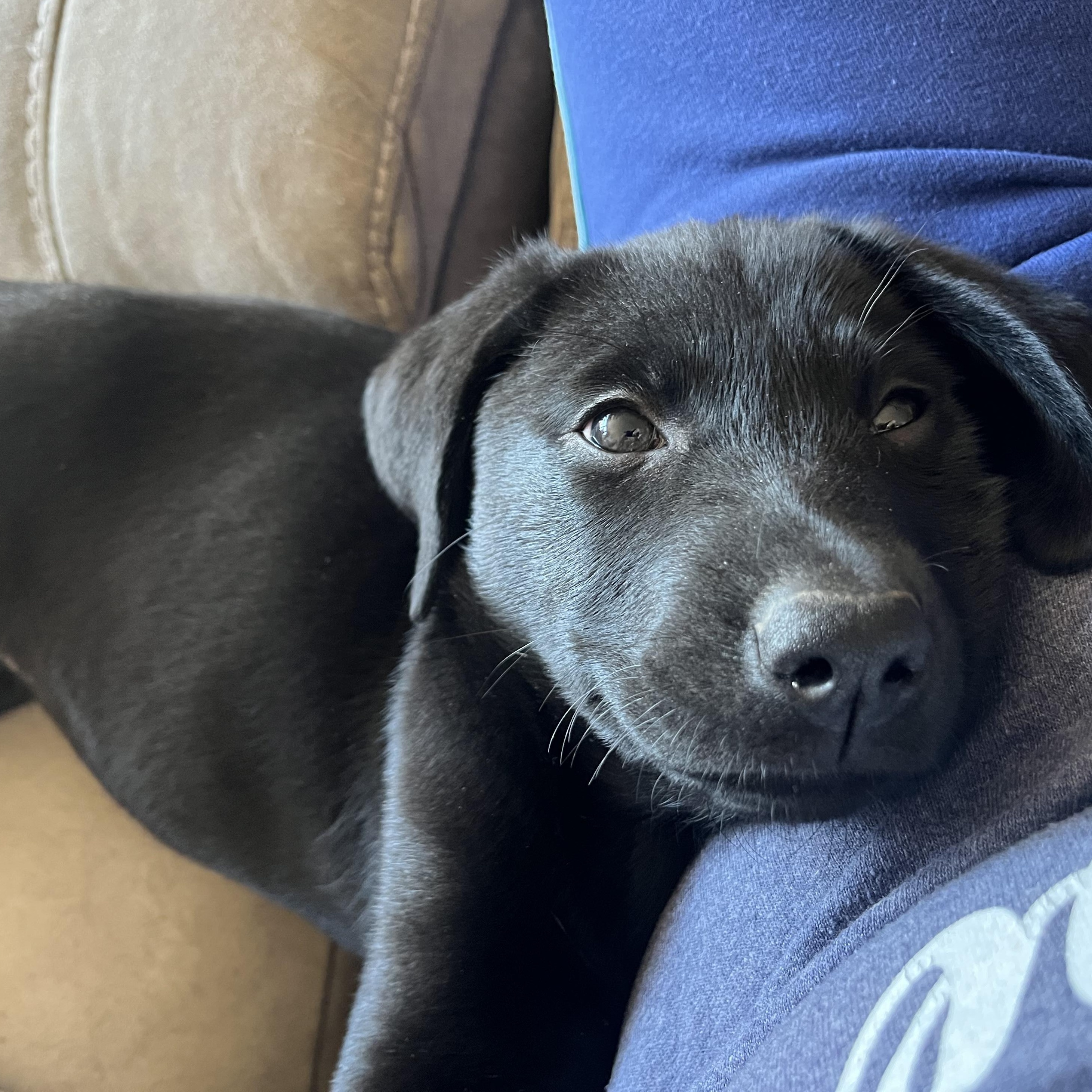 Bashful, adopted, Puppy Female Labrador Retriever.