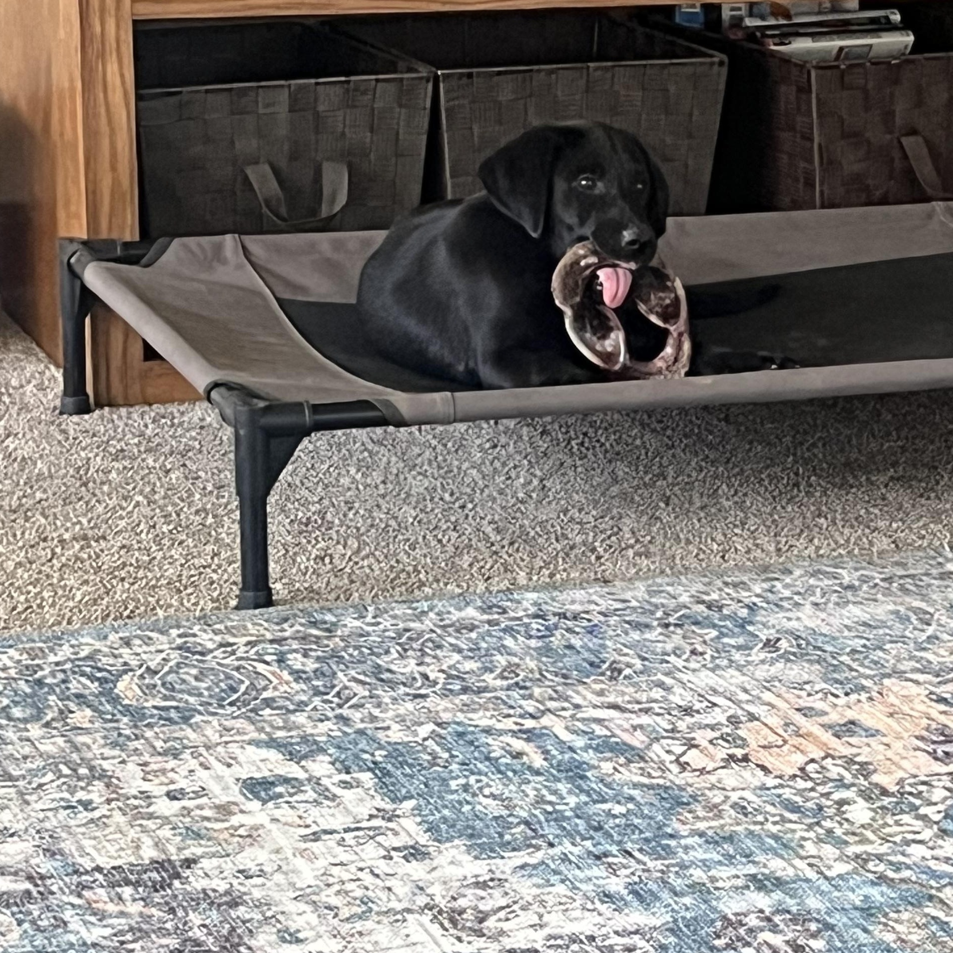 Enlarge Bashful, an adopted Labrador Retriever in Indianapolis, IN image 3/6