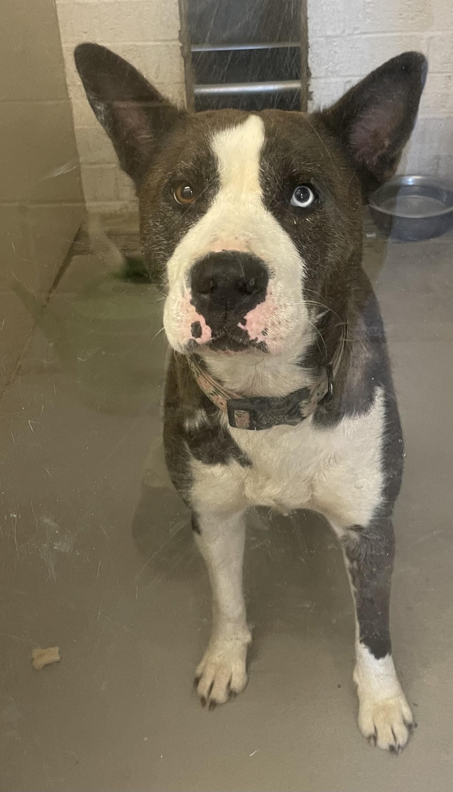 Enlarge Alice AVAILABLE, a Adoptable mixed breed in Canton, OH image 2/4