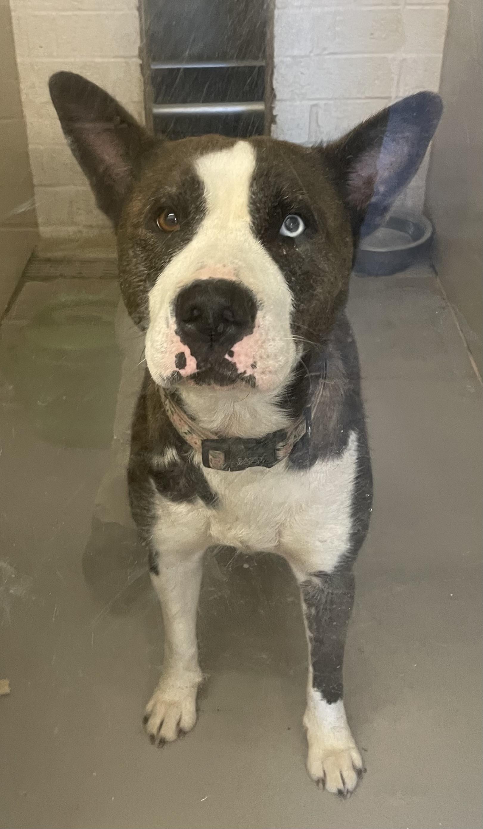 Enlarge Alice AVAILABLE, a Adoptable mixed breed in Canton, OH image 1/4