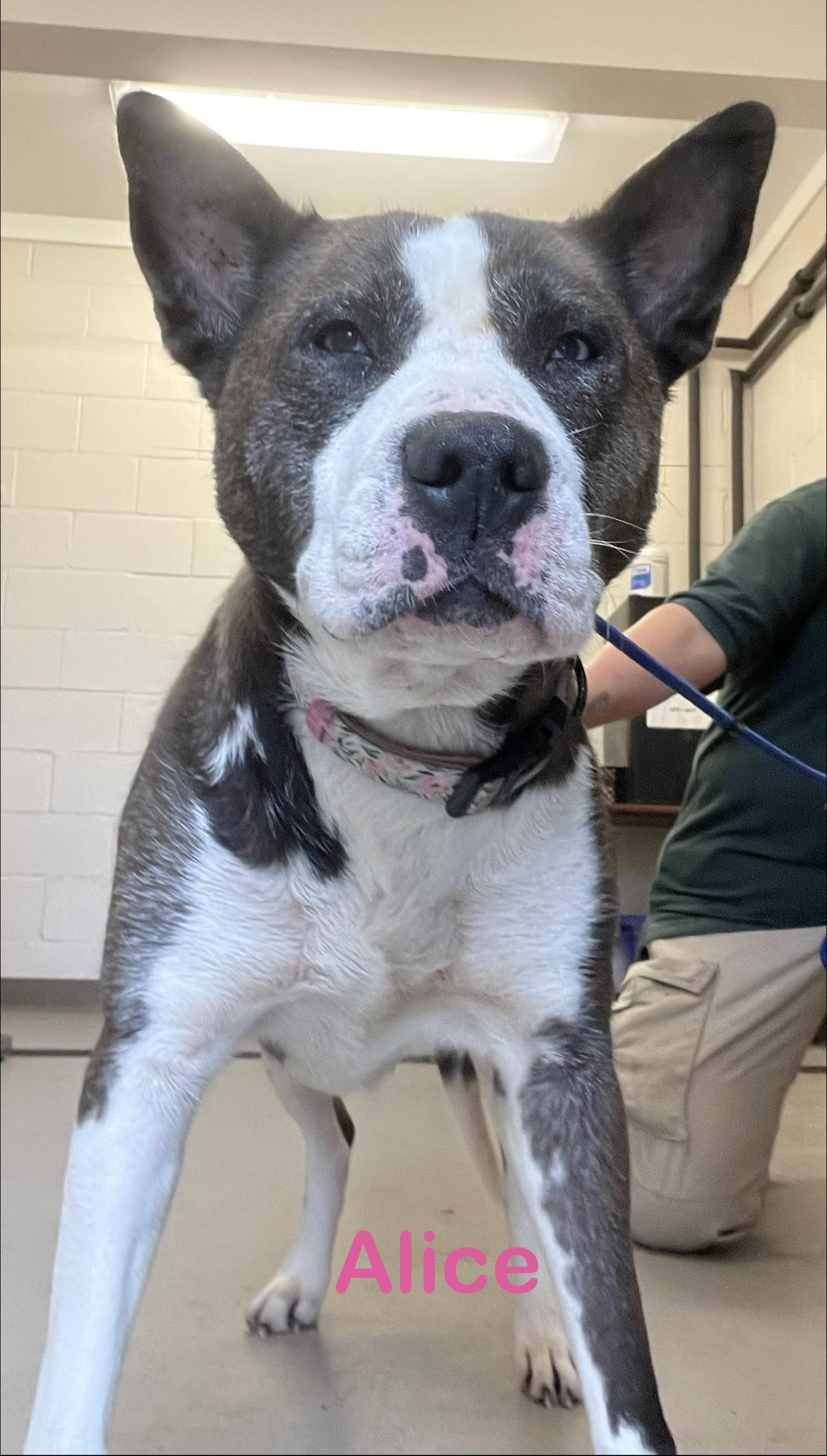 Enlarge Alice AVAILABLE, a Adoptable mixed breed in Canton, OH image 3/4