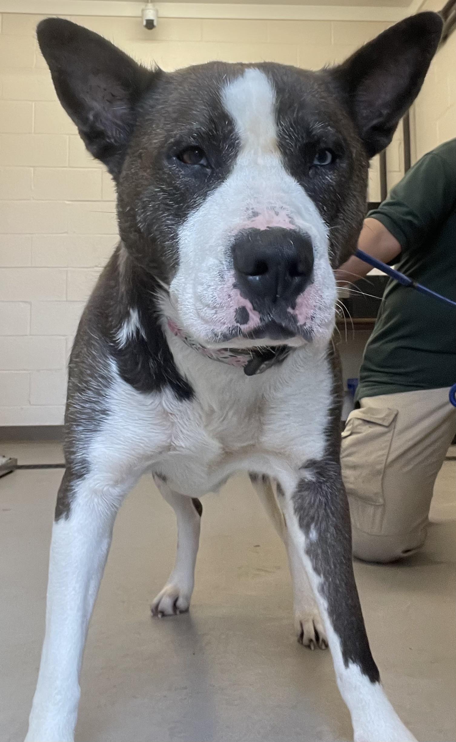 Enlarge Alice AVAILABLE, a Adoptable mixed breed in Canton, OH image 4/4